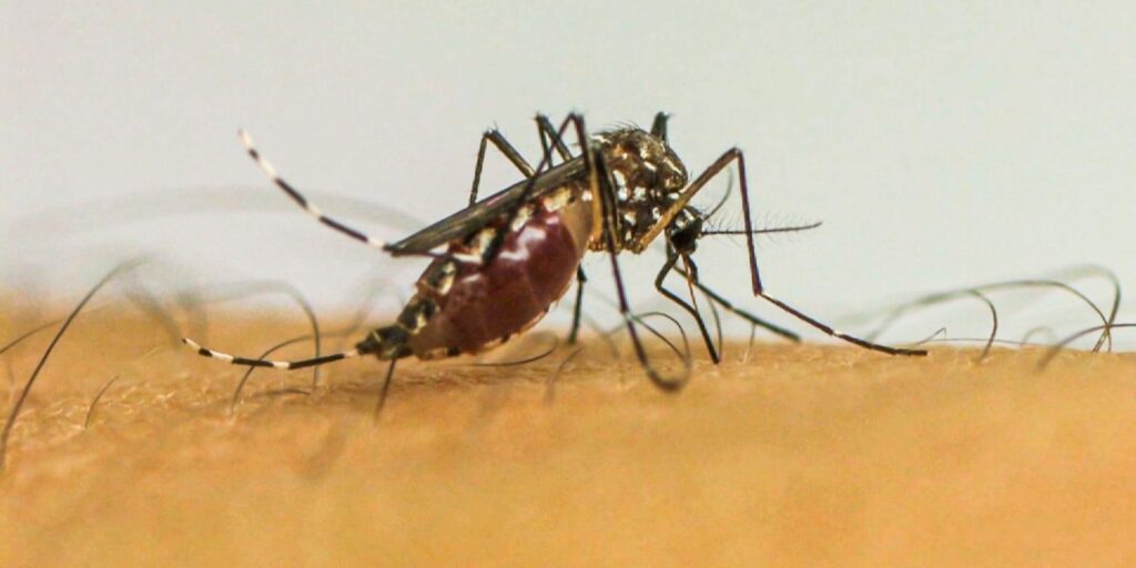 virus-da-chikungunya-afeta-criancas-e-adolescentes-e-deixa-sequelas