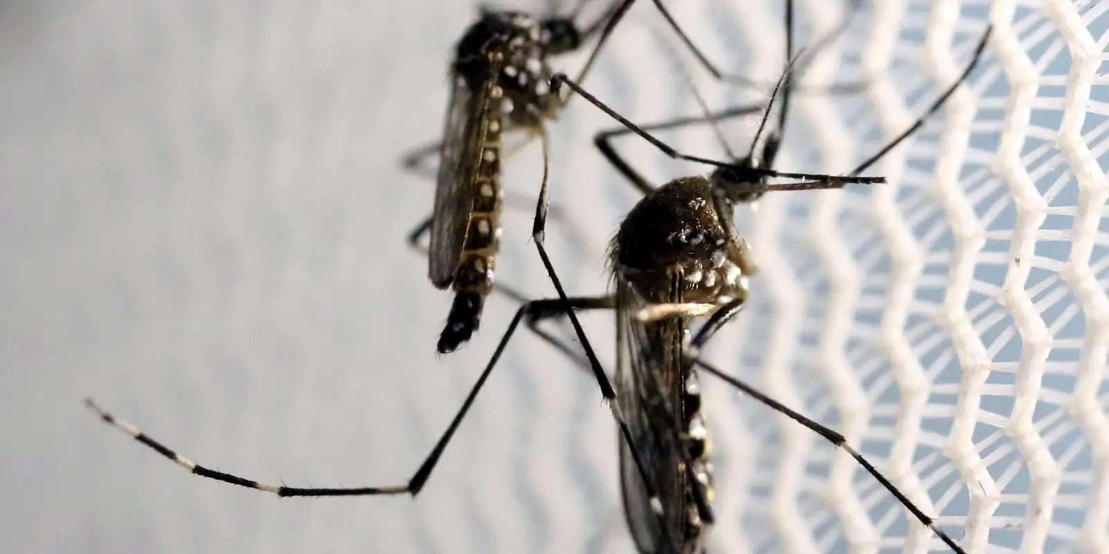vacina-contra-a-dengue-do-butantan-pode-beneficiar-saude-global
