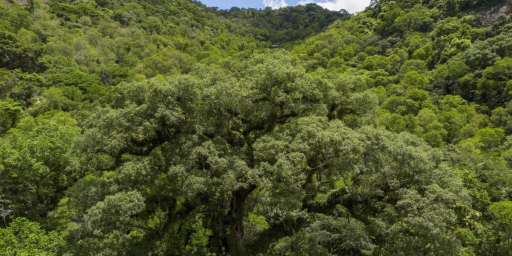 um-quarto-da-mata-atlantica-e-de-vegetacao-secundaria,-diz-mapbiomas