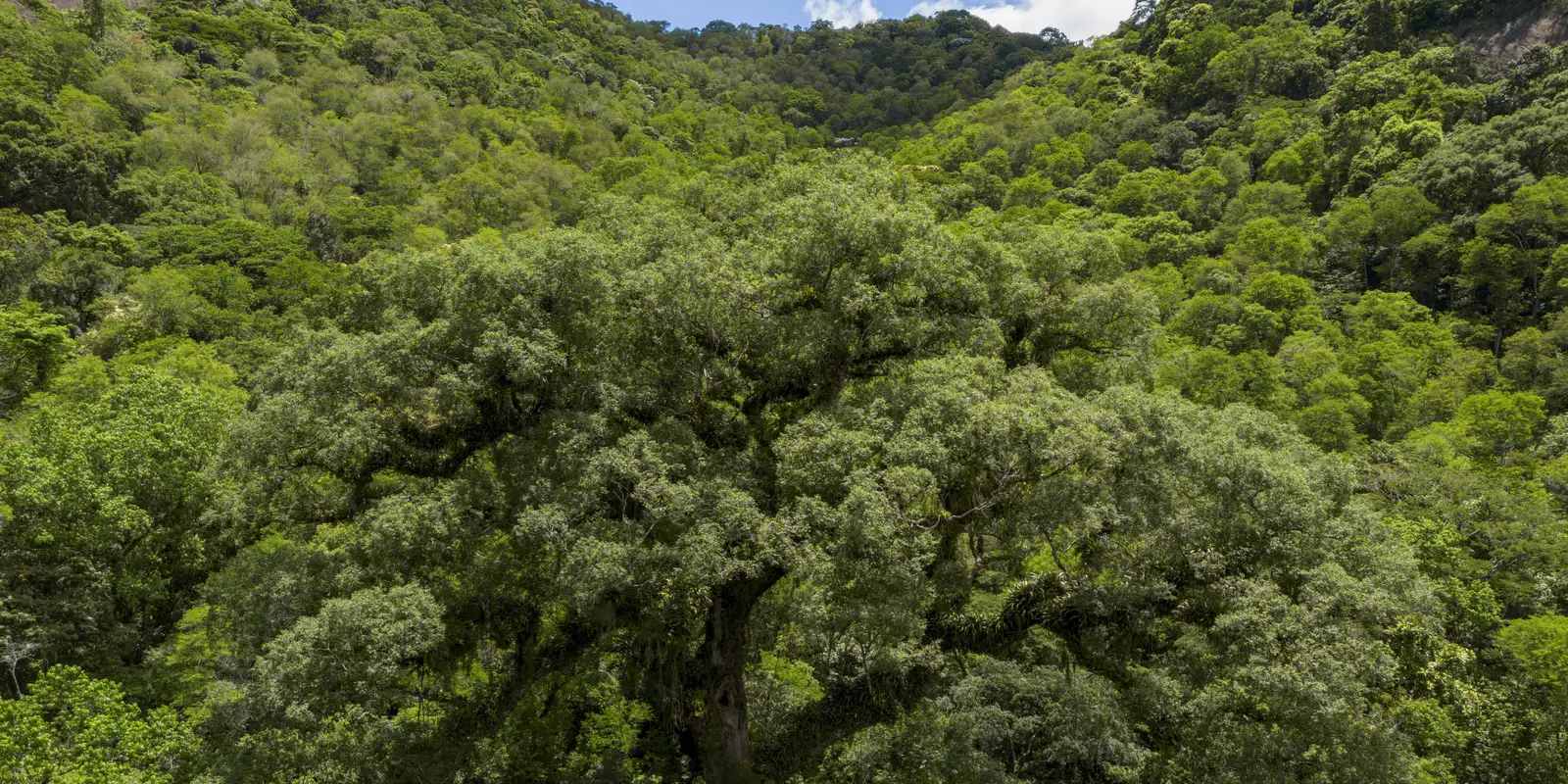 um-quarto-da-mata-atlantica-e-de-vegetacao-secundaria,-diz-mapbiomas